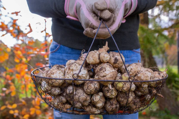 Raccolta Autunnale Tuberi Carciofo Gerusalemme Giardino — Foto Stock