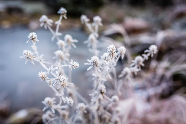 Die Ersten Herbstfröste Garten Pflanzen Sind Bei Morgenfrost Eingefroren — Stockfoto