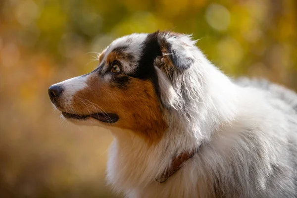 Porträt Eines Süßen Australischen Schäferhundes — Stockfoto