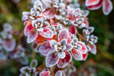 Karla kaplı bitkiler. Kış bahçesi.