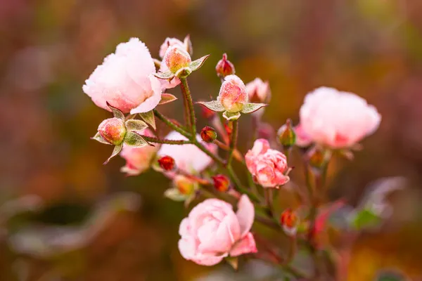 Mattina Gelate Nel Giardino Autunnale Fiori Rosa Ricoperti Gelo — Foto Stock