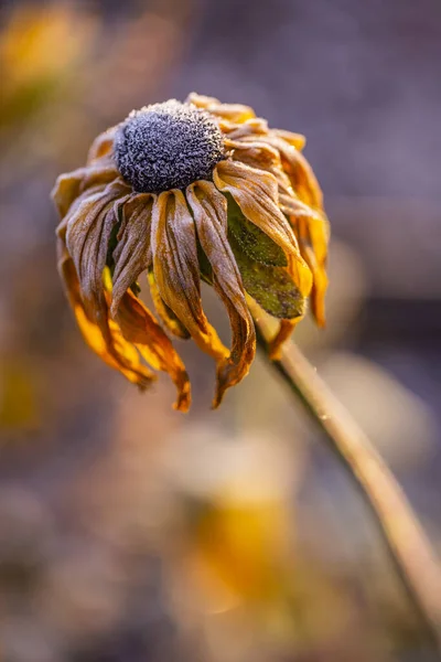 Квітка Рудбекії Вкрита Ранковими Морозами — стокове фото