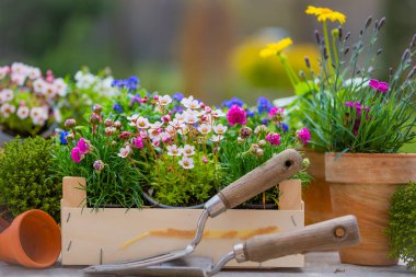 Bahar çiçeklerinin tohumları bahçede bir masanın üzerinde.