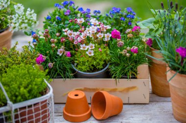 Bahar çiçeklerinin tohumları bahçede bir masanın üzerinde.