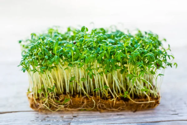 Essbare Und Gesunde Grüne Brunnenkresse Mikro Grüne Stockfoto