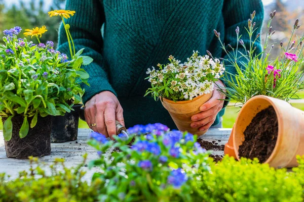 Frau Pflanzt Setzlinge Von Frühlingsblumen Töpfe Garten lizenzfreie Stockbilder