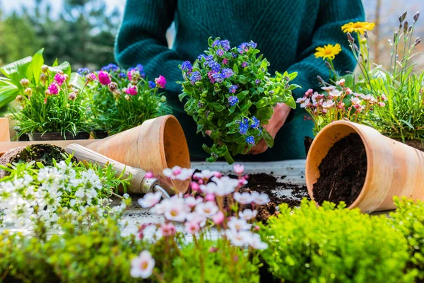 Mulher Plantando Mudas Flores Primavera Vasos Jardim — Fotografia de Stock