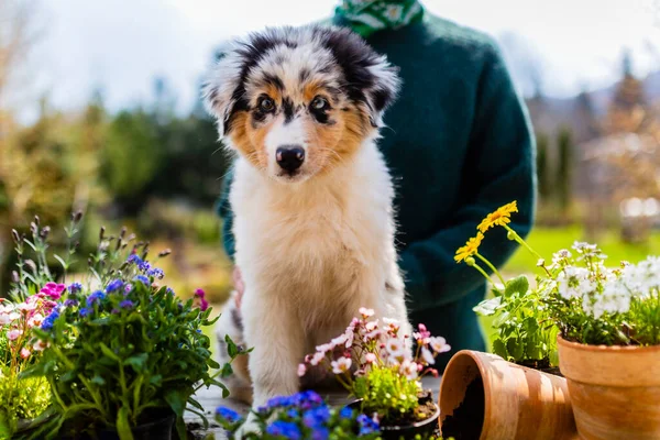 可爱的澳大利亚牧羊犬和春天花朵的幼苗 园丁的助手 图库图片