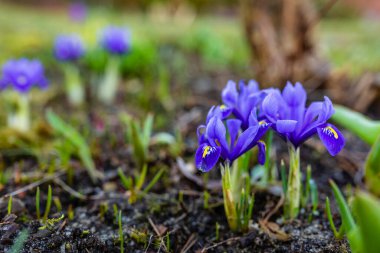 Bahar bahçesinde açan ilk irisler.