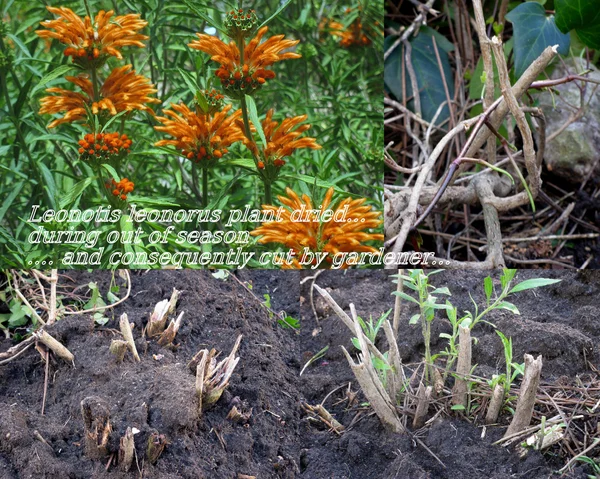 Dried leonotis leonorus plant — Stock Photo, Image