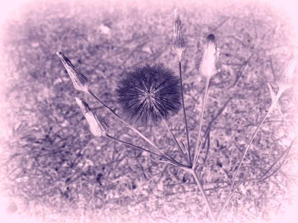 Löwenzahn Blume Nahaufnahme Foto — Stockfoto