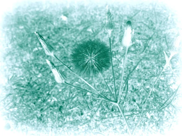 Pampeliška Květin Closeup Fotografie — Stock fotografie