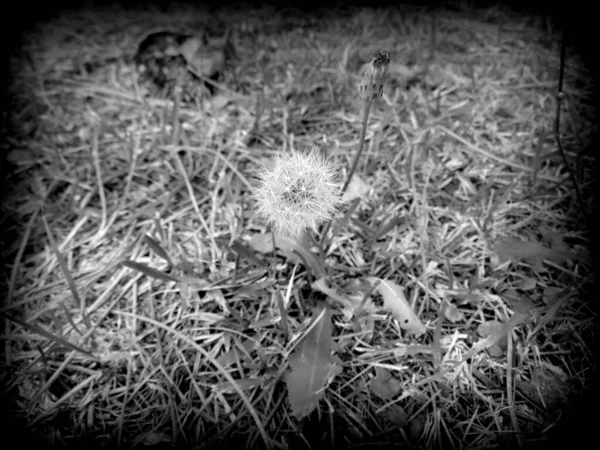 Kwiat Mniszek Zbliżenie Zdjęcie — Zdjęcie stockowe