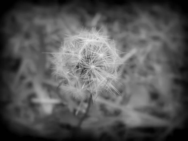 Dandelion Flower Closeup Photo — Stock Photo, Image