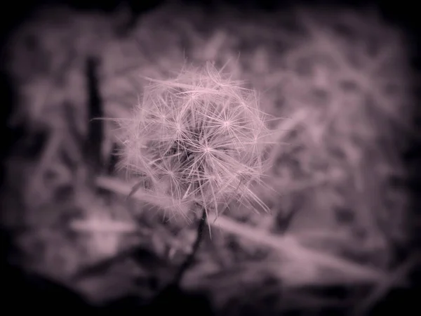 Löwenzahn Blume Nahaufnahme Foto — Stockfoto