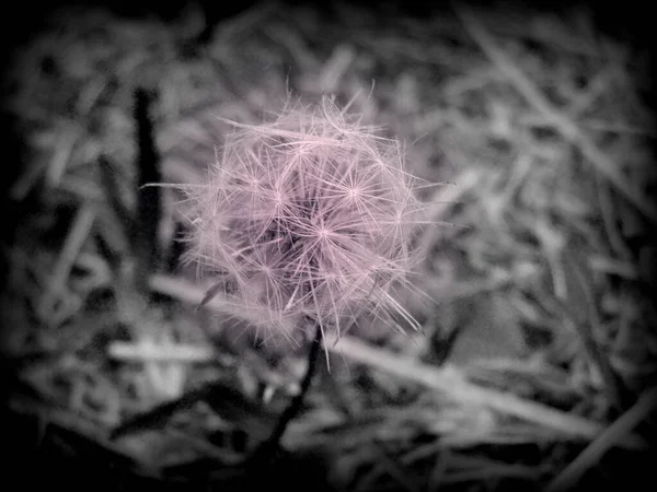 Dandelion ดอกไม ใกล ดภาพถ — ภาพถ่ายสต็อก