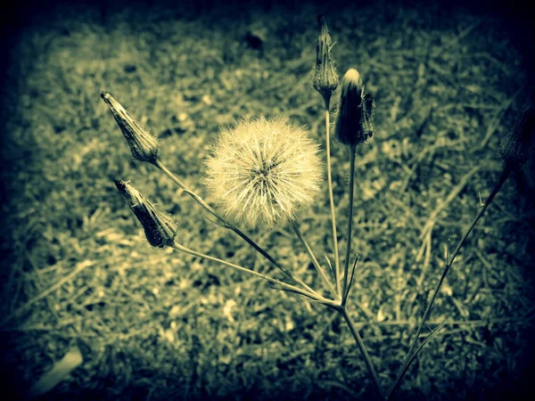 Dandelion Flower Closeup Foto — Fotografia de Stock