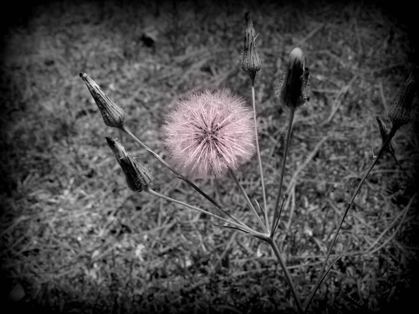 Dandelion Flower Closeup Foto — Fotografia de Stock