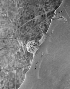 sürünen salyangoz yakın çekim fotoğrafı