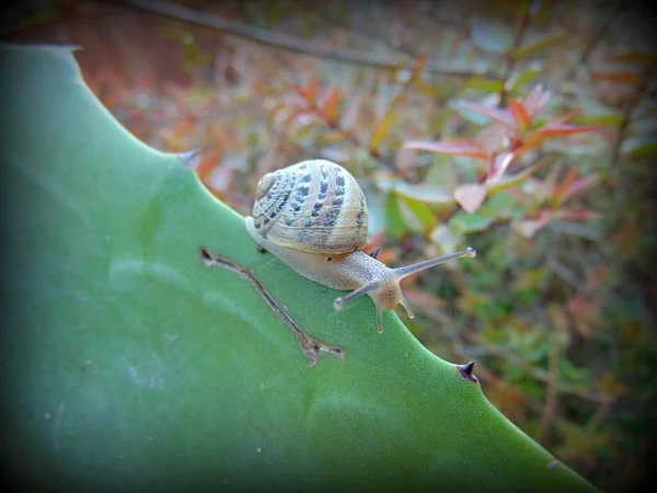 Gatear Caracol Primer Plano Foto — Foto de Stock