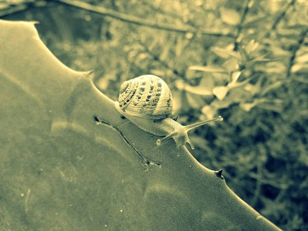 Crawling Melc Closeup Fotografie — Fotografie, imagine de stoc