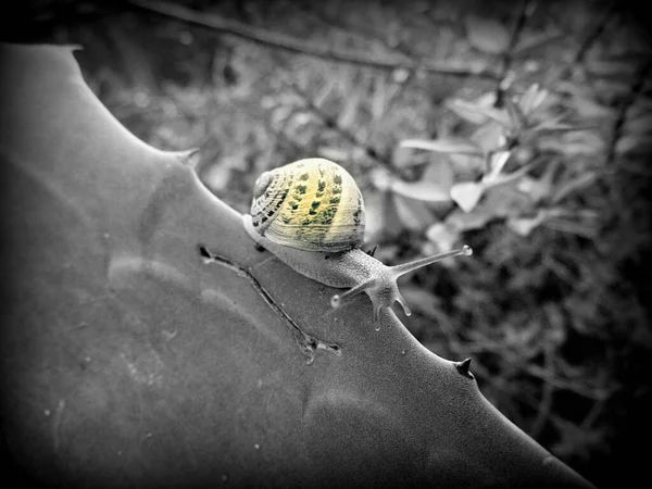 Krabbelschnecke Nahaufnahme Foto — Stockfoto