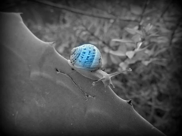 Crawling Melc Closeup Fotografie — Fotografie, imagine de stoc