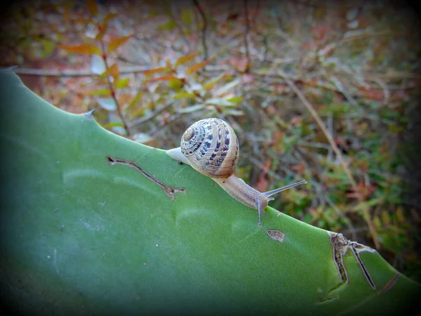 爬行蜗牛特写照片 — 图库照片
