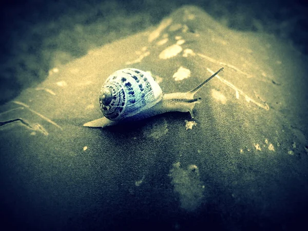 Crawling Snail Closeup Photo — Stock Photo, Image