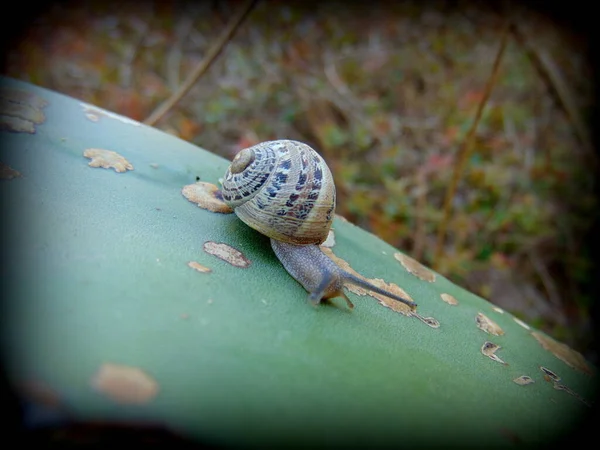 Gatear Caracol Primer Plano Foto —  Fotos de Stock