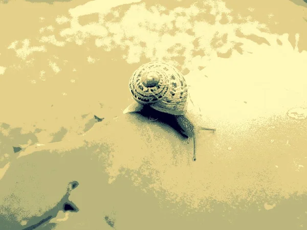 Πολύχρωμο Σέρνεται Σαλιγκάρι Εικονογράφηση — Φωτογραφία Αρχείου