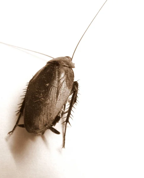 Isolated Cockroach Plain Background — Stock Photo, Image