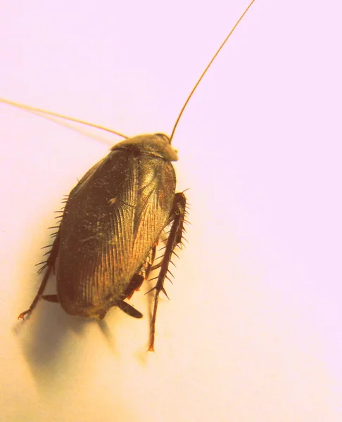 Cucaracha Aislada Fondo Liso — Foto de Stock