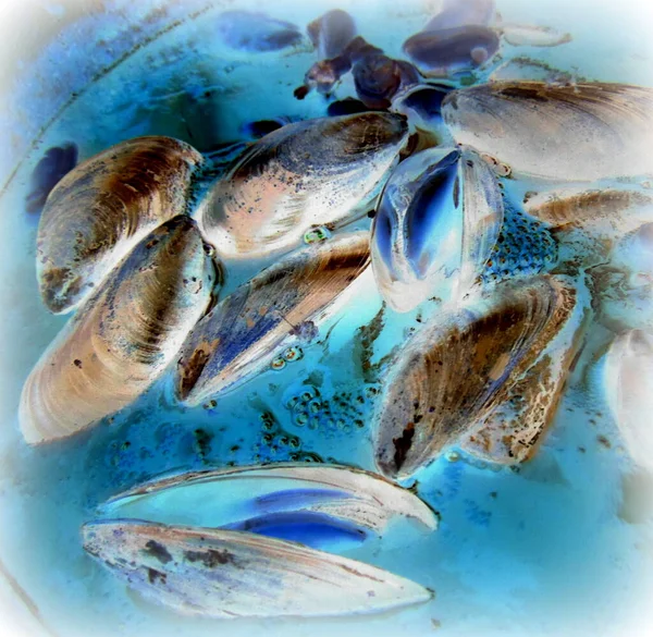 Seafood Water Illustration — Stock Photo, Image