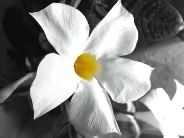 Dipladenia Blume Seiner Natürlichen Farbe Nahaufnahme Foto Schwarz Weißem Hintergrund — Stockfoto