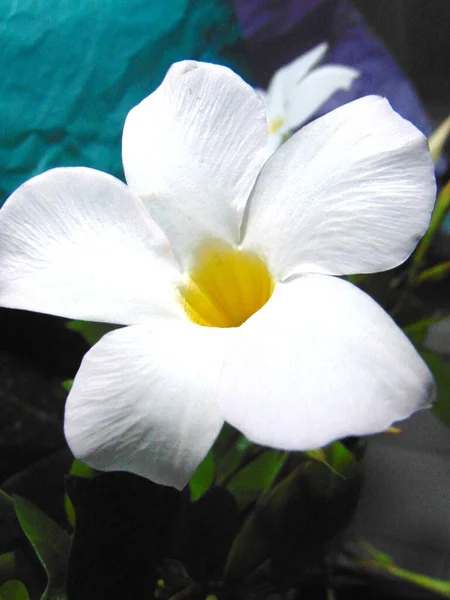 Dipladenia Blume Ihrer Natürlichen Farbe Nahaufnahme Foto — Stockfoto