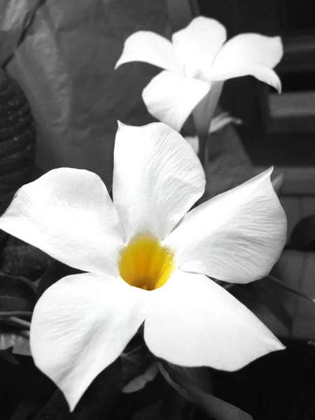 Dipladenia Kwiat Swoim Naturalnym Kolorze Zbliżenie Zdjęcie — Zdjęcie stockowe