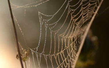 damla ile web - spiderweb