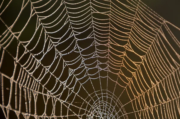 Web med droppar - spindelnät — Stockfoto