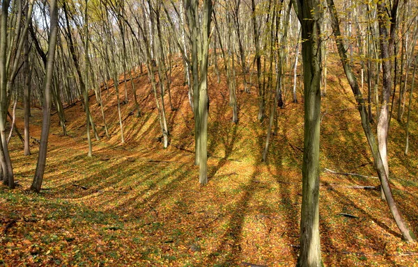 Podzimní dřevo — Stock fotografie