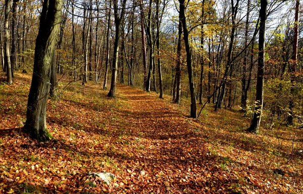 Podzimní dřevo — Stock fotografie