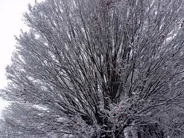 TREE WITH SNOW — Stock Photo, Image