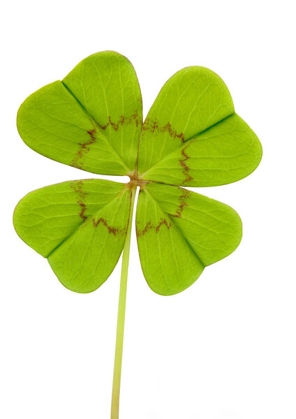 Clover with four leaves