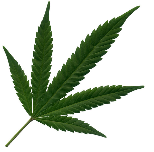 Marijuana leaf