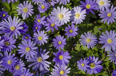 Mavi anemon çiçeği