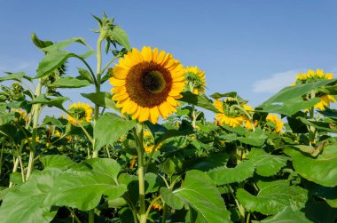 Mavi gökyüzüyle güneşli bir güneş çiçeği tarlası