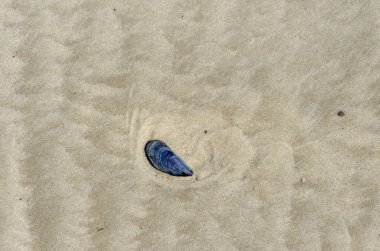 Kuzey Denizi 'ndeki Wangerooge adasının kumlu sahilinde bir midye. Wangerooge, Wadden Sea Milli Parkı 'nda bir adadır.