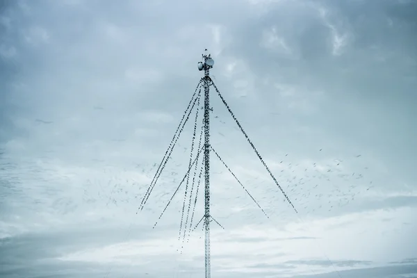 Large flock of ravens sitting on high mobile telecom towers — Stock Photo, Image