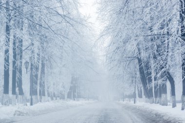 kar kış ağaçlar üzerinde beyaz uzun yol ile puslu Park