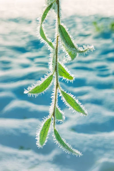 Snowflakes on frozen willow branches in cold winter morning on field — Stock Photo, Image